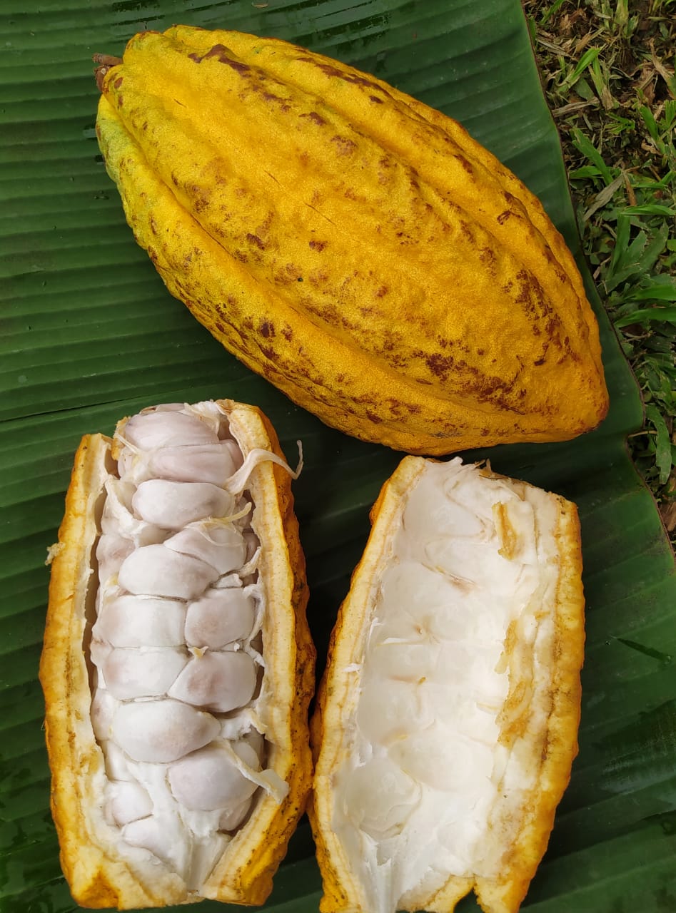 Chocolate Fruit (Theobroma Cacao) Pulp Powder